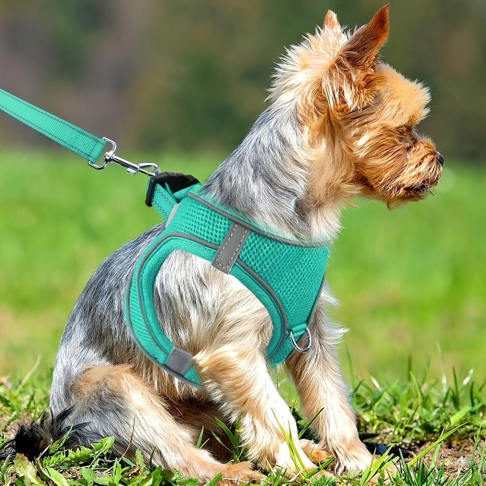 Laisse pour chien - Joytale Reflective Laisse - Harnais - Le Chihuahua Voyageur