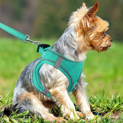 Laisse pour chien - Joytale Reflective Laisse - Harnais - Le Chihuahua Voyageur