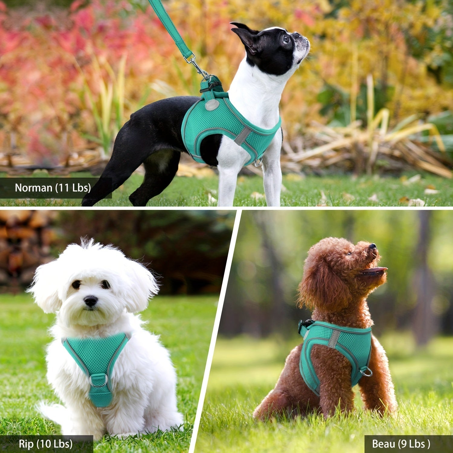 Laisse pour chien - Joytale Reflective Laisse - Harnais - Le Chihuahua Voyageur