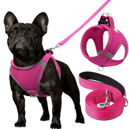 Laisse pour chien - Joytale Reflective Laisse - Harnais - Le Chihuahua Voyageur