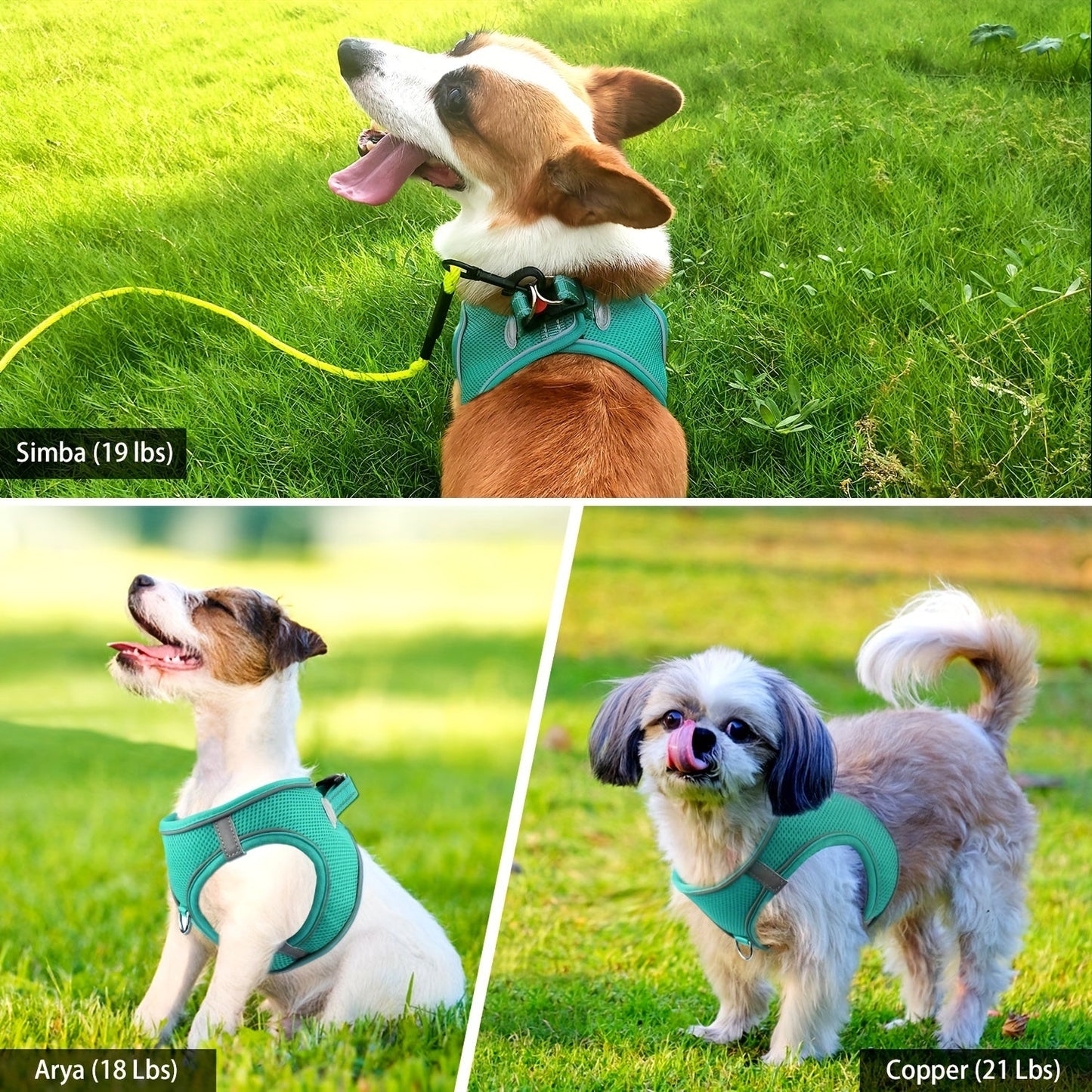 Laisse pour chien - Joytale Reflective Laisse - Harnais - Le Chihuahua Voyageur