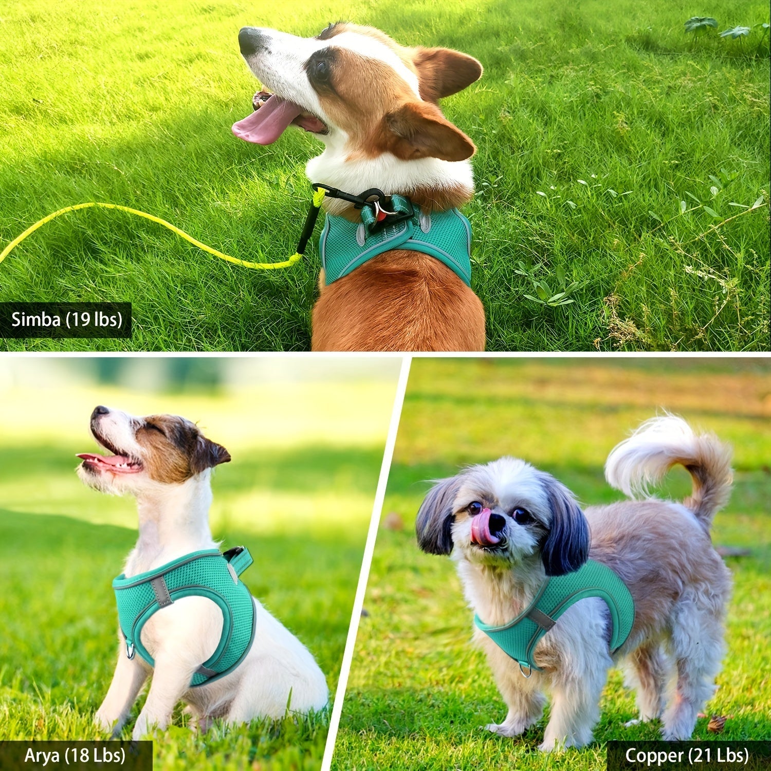 Laisse pour chien - Joytale Reflective Laisse - Harnais - Le Chihuahua Voyageur