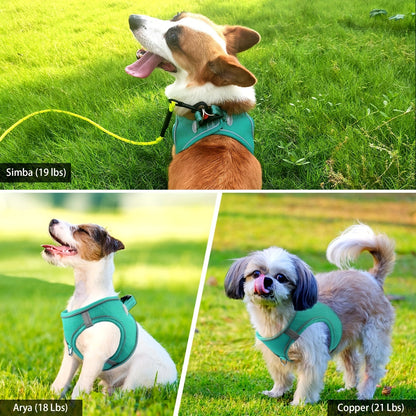 Laisse pour chien - Joytale Reflective Laisse - Harnais - Le Chihuahua Voyageur
