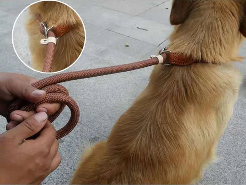 Laisse pour chien - P Chain Dog Leash Slip Collar - Le Chihuahua Voyageur