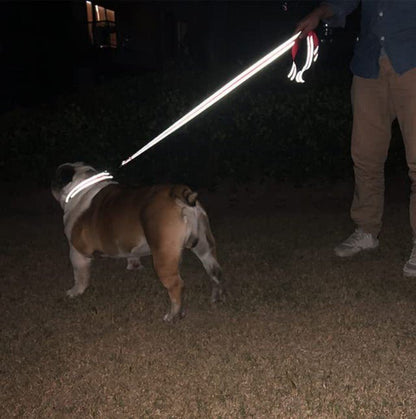 Laisse pour chien réfléchissante classique - Le Chihuahua Voyageur