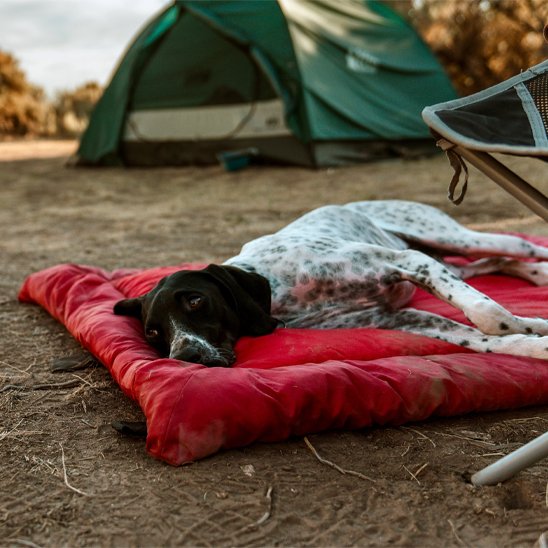 Lit de camp pour chien