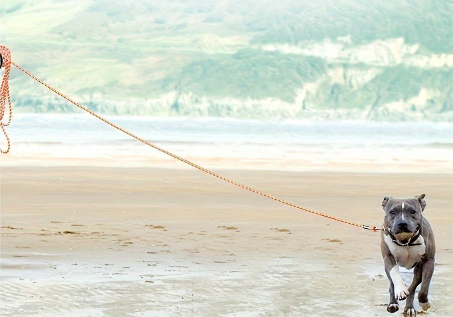Longe pour chien - Educ Professionnel - Le Chihuahua Voyageur