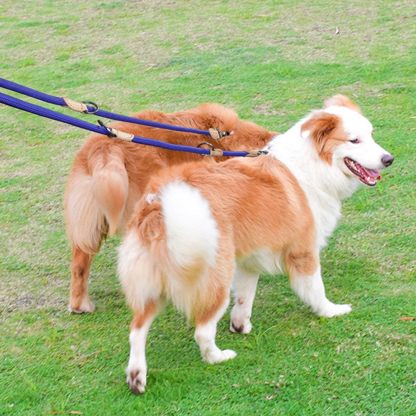 Longe pour chien - Multipurpose Altrapet - Le Chihuahua Voyageur
