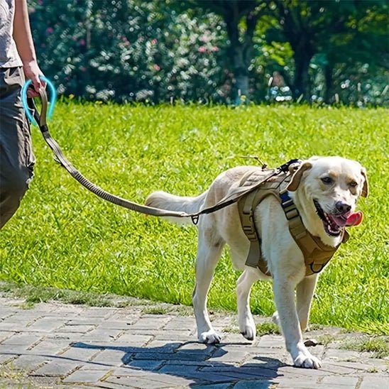Longe pour chien - Tactique mousqueton - Le Chihuahua Voyageur