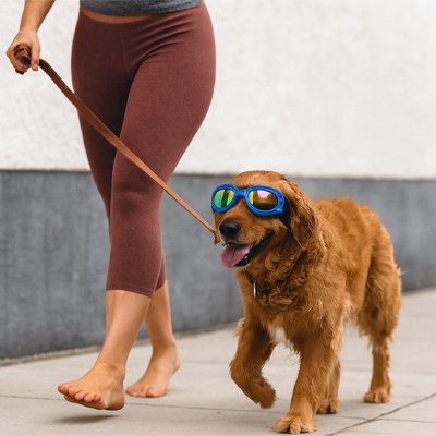 Lunette pour chien​