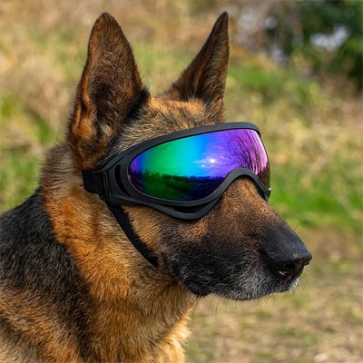 Lunettes pour chien