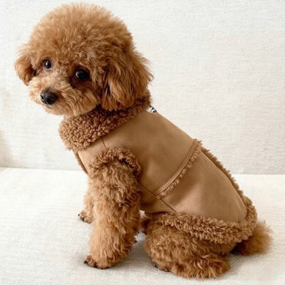 Manteau Chien Imperméable | ToutTempo - Le Chihuahua Voyageur