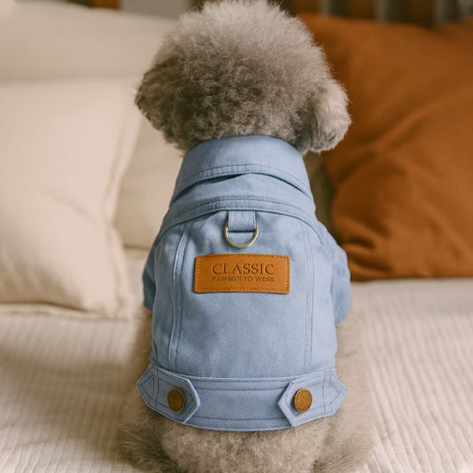 Manteau chien