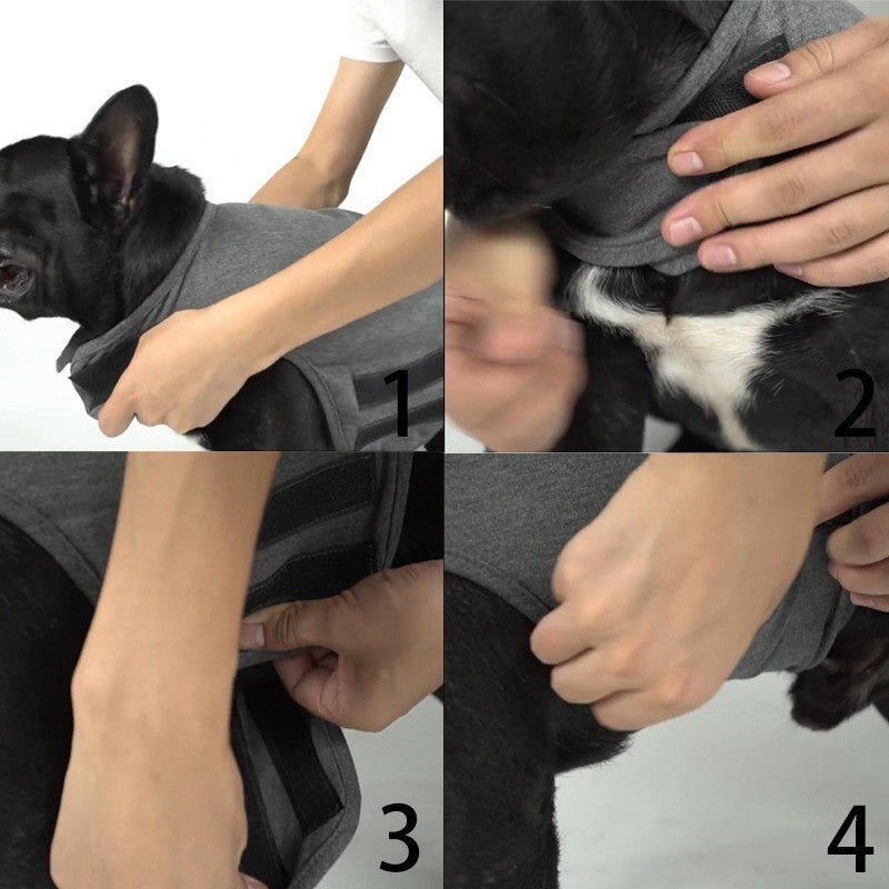 Manteau pour chien - Chandail apaisant - Le Chihuahua Voyageur