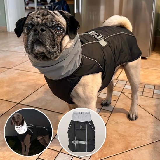 Manteau pour chien | Winter Shield - Le Chihuahua Voyageur