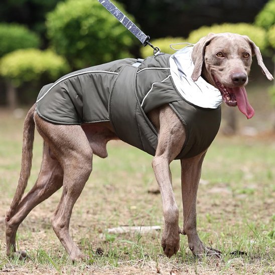 Manteau pour chien | Winter Shield - Le Chihuahua Voyageur