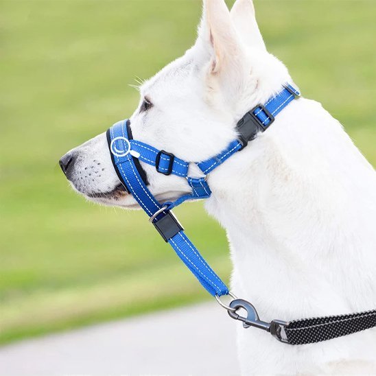 Muselière chien | Confort Sécurité - Le Chihuahua Voyageur