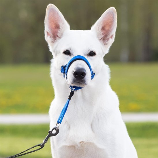 Muselière chien | Confort Sécurité - Le Chihuahua Voyageur