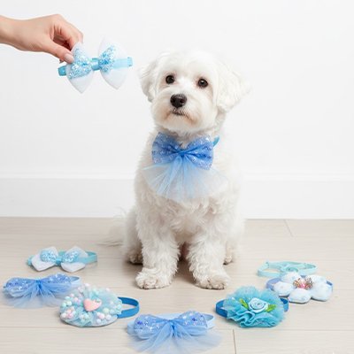 Noeud papillon chien | Gentleman Canin - Le Chihuahua Voyageur