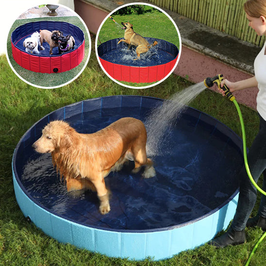 piscine-pour-chien-chaleur