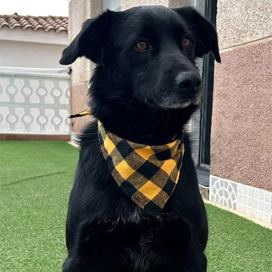 Bandana Chien | CaniFashion