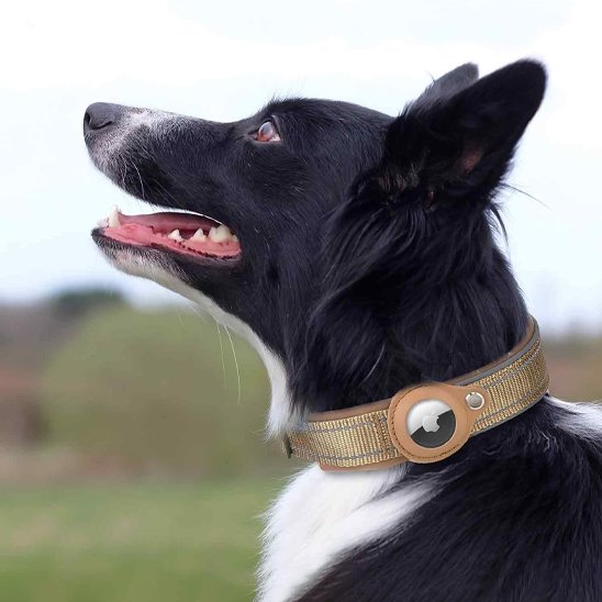 Collier GPS chien | Ultra-Précis