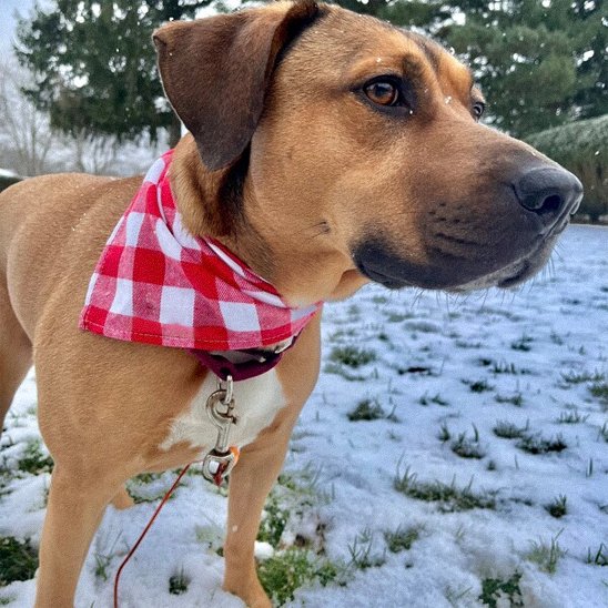 Bandana Chien | CaniFashion