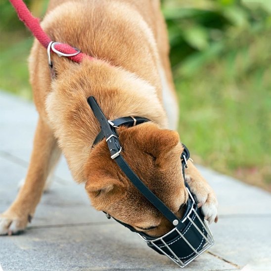 Muselière pour chien | ComfortBreath