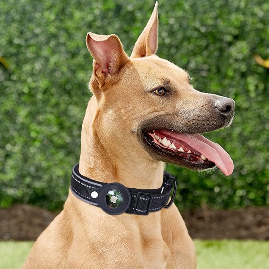 Collier GPS chien | Ultra-Précis