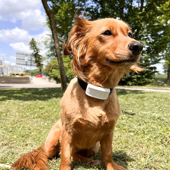 Collier GPS Chien | Tracktive
