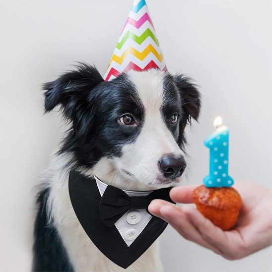 Bandana Chien | Nœud Papillon Élégant