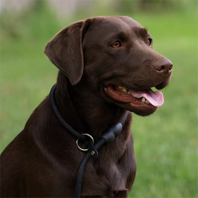 Collier pour chien | Robuste & Élégant
