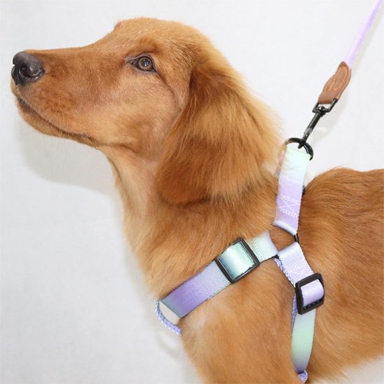 Harnais pour chien | DUO RobuConfort