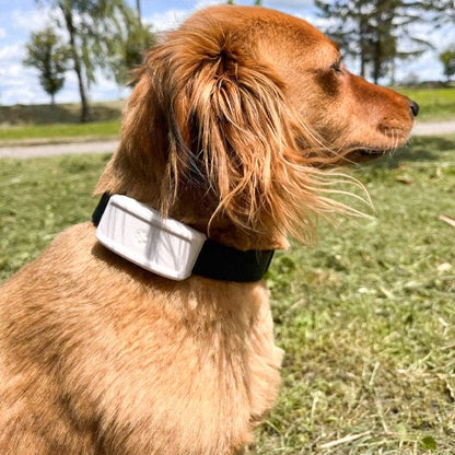 Collier GPS Chien | Tracktive