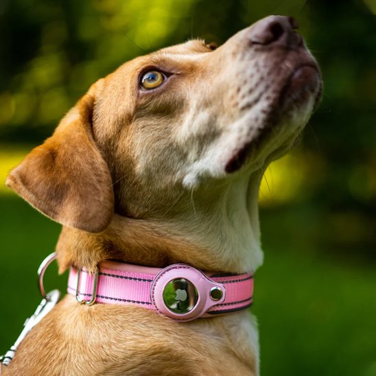 Collier GPS chien | Ultra-Précis
