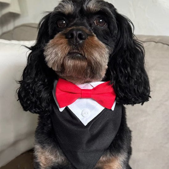 Bandana Chien | Nœud Papillon Élégant