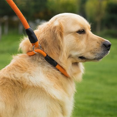 Collier pour chien | Robuste & Élégant