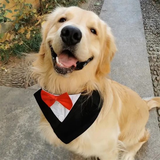 Bandana Chien | Nœud Papillon Élégant