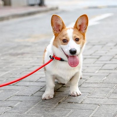 Collier pour chien | Robuste & Élégant