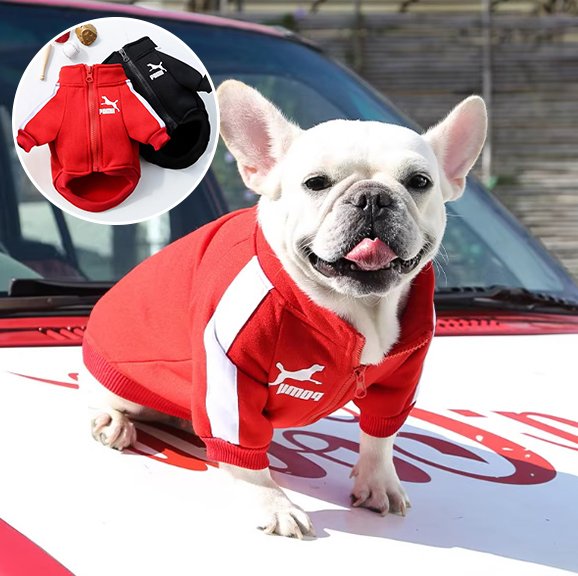 Pull chien