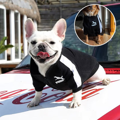 Pull chien