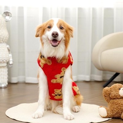 Pull pour Chien | ChaudCozy - Le Chihuahua Voyageur