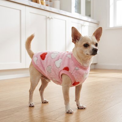Pull pour Chien | Confort Chaud - Le Chihuahua Voyageur