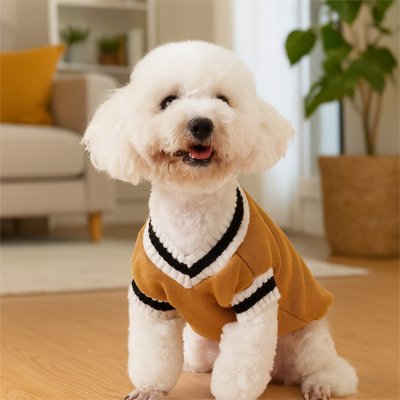 Pull pour Chien