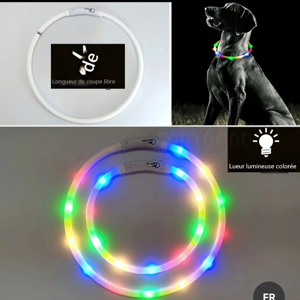 Chien collier lumineux | LED Rechargeable 360°
