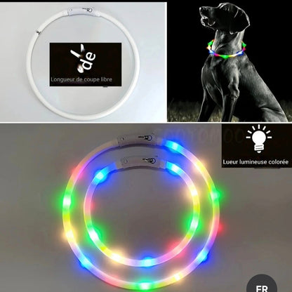 Chien collier lumineux | LED Rechargeable 360°