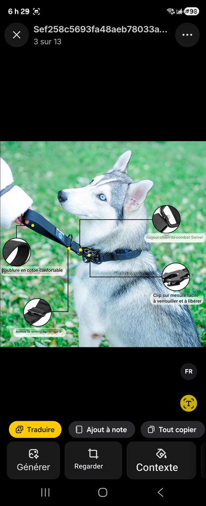 Laisse pour chien | Courte Sécurité