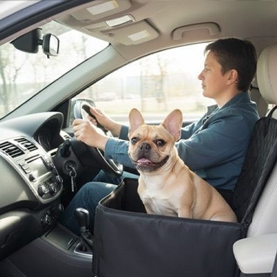 Siege auto pour chien | Sécuri - Travel - Le Chihuahua Voyageur