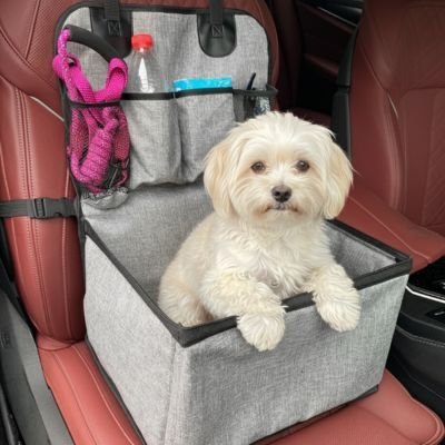 Siege auto pour chien | Voyage Sécurisé - Le Chihuahua Voyageur