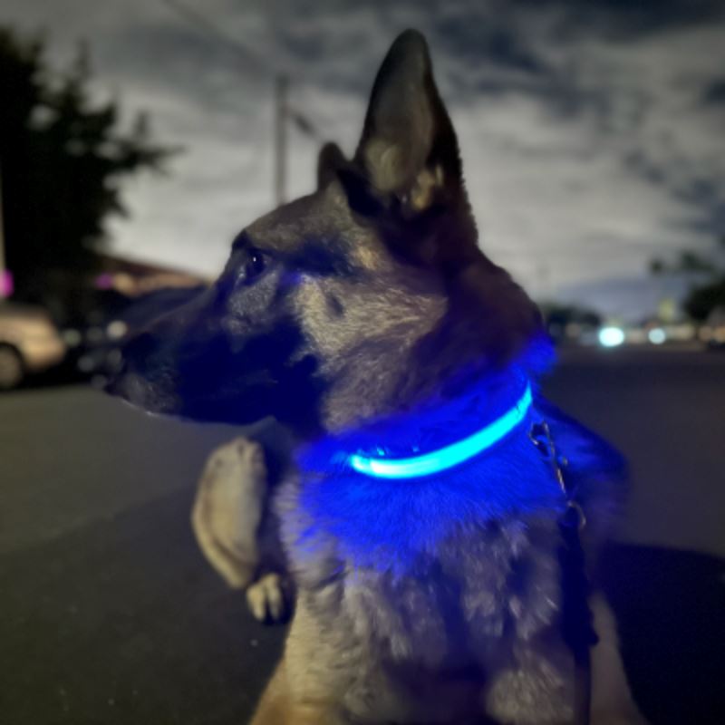 Collier lumineux Chien